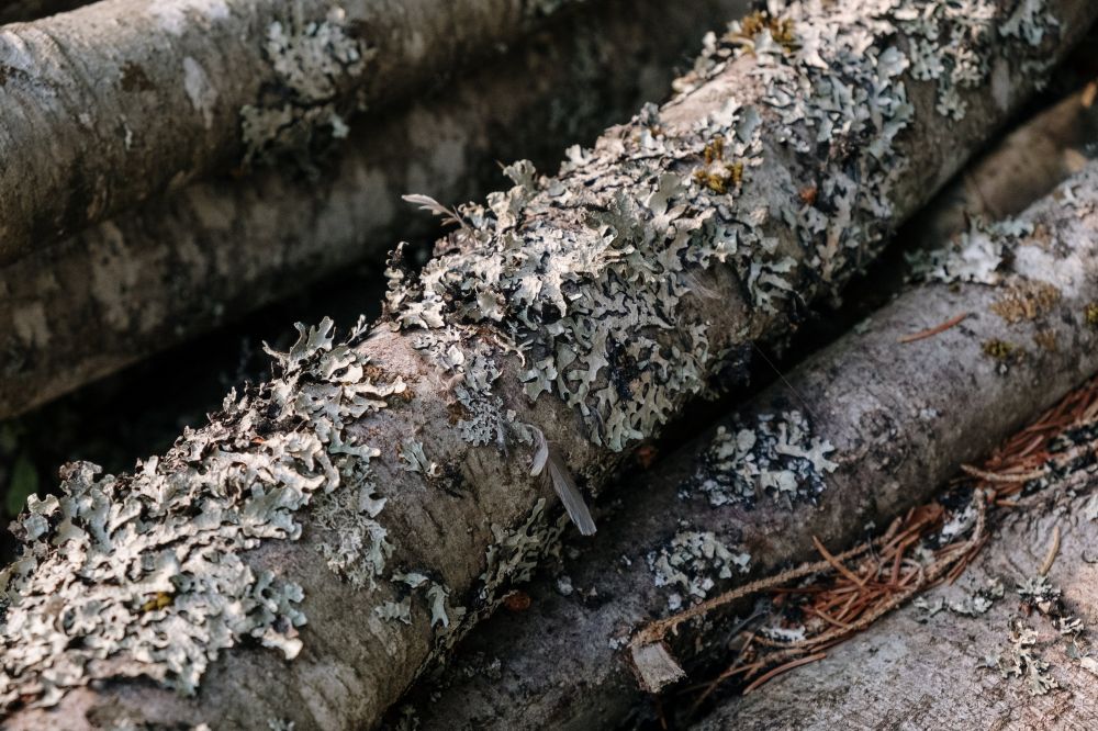 Stubbfräsning härjedalen  effektivt sätt att få bort gamla stubbar