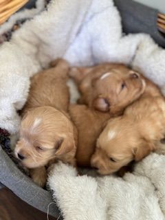 Maltipoo  charmig sällskapshund med stort hjärta