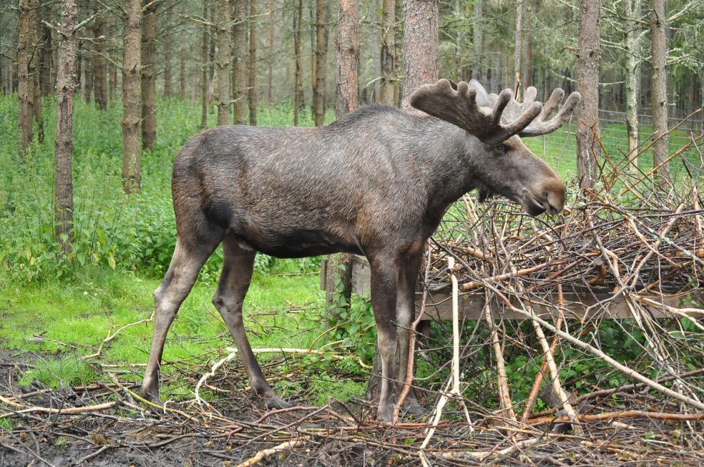 Moosepark  möten med skogens konung i hjärtat av småland